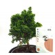 Σύνθεση bonsai Chamaecyparis με κασπώ μαύρο Φ15x24εκ. Ύψος