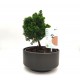 Σύνθεση bonsai Chamaecyparis με κασπώ μαύρο Φ15x24εκ. Ύψος