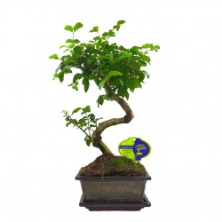 Αυθεντικό Μπονσάι Ligustrum Sinense 