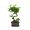 Αυθεντικό Μπονσάι Ligustrum Sinense 
