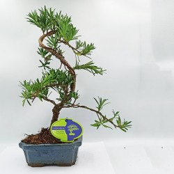 Αυθεντικό Μπονσαι Podocarpus 1 δεντράκι 32cm