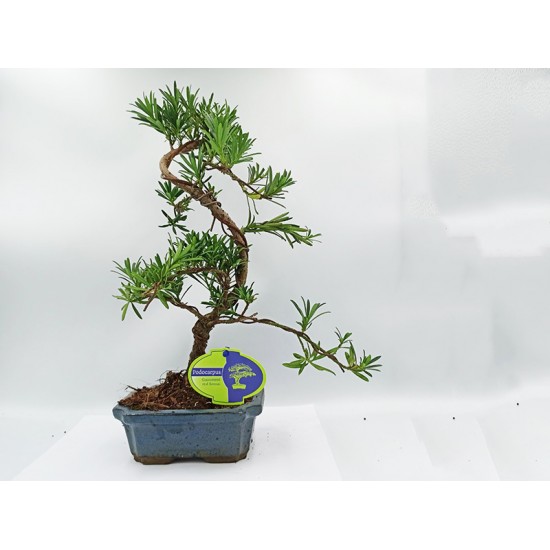 Αυθεντικό Μπονσαι Podocarpus 1 δεντράκι Αυθεντικό Μπονσαι Podocarpus 1 δεντράκι