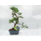 Αυθεντικό Μπονσαι Podocarpus 1 δεντράκι Αυθεντικό Μπονσαι Podocarpus 1 δεντράκι