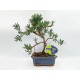 Αυθεντικό Μπονσαι Podocarpus 1 δεντράκι Αυθεντικό Μπονσαι Podocarpus 1 δεντράκι