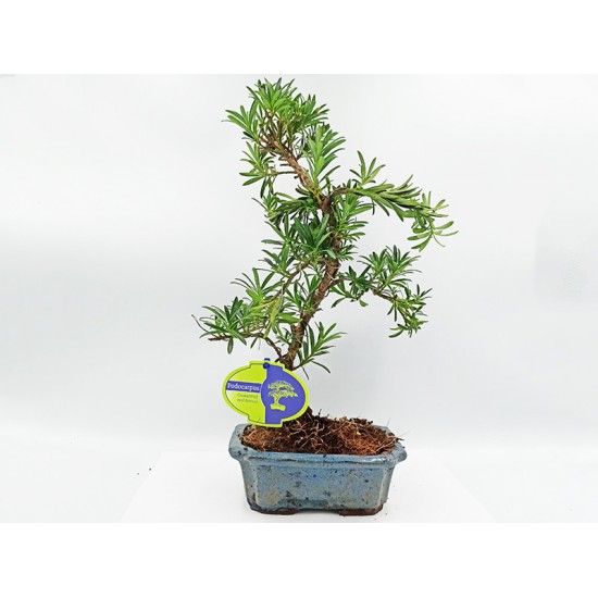 Αυθεντικό Μπονσαι Podocarpus 1 δεντράκι Αυθεντικό Μπονσαι Podocarpus 1 δεντράκι