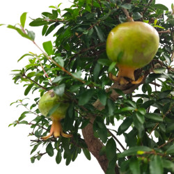 Μπονσάι Ροδιά - Punica granatum