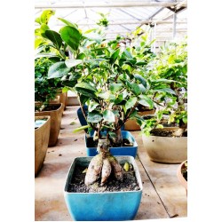 Ficus Ginseng- Εντυπωσιακό Μπονσάι Δενδράκι!