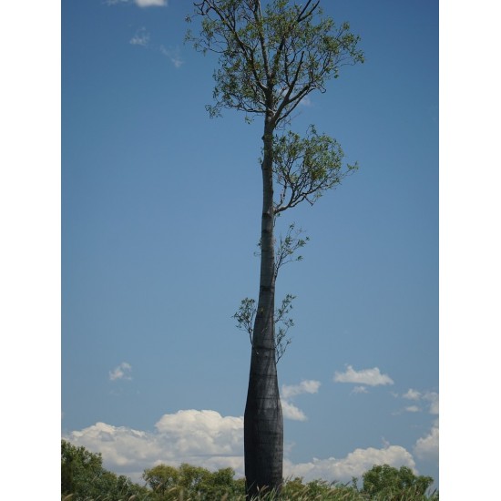 Bottle tree (Brachychiton rupestris) - 5 σπόροι