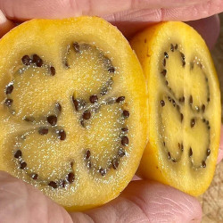 Βραζιλιάνικο Sunburger "Brazilian Sunberry" - 5 σπόροι