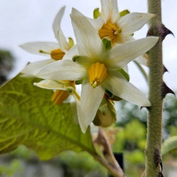 Βραζιλιάνικο Sunburger "Brazilian Sunberry" - 5 σπόροι