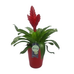 Βριέζια Κόκκινη - Φυτό Εσωτερικού Χώρου 