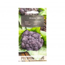 Μωβ Μπρόκολο “Violet Broccoli Miranda” - 1g σπόροι