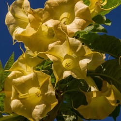 Σάλπιγγα των αγγέλων (Brugmansia) Κίτρινο άνθος - 20 σπόροι