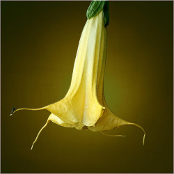 Σάλπιγγα των αγγέλων (Brugmansia) Κίτρινο άνθος - 20 σπόροι