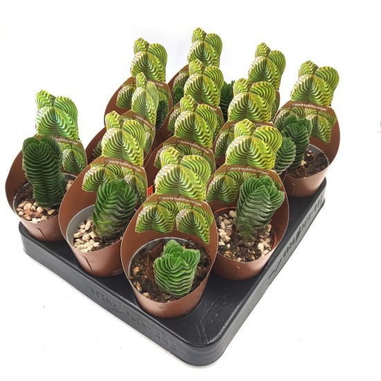 Παχύφυτο Crassula Buddha’s Temple.