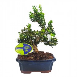 Μπονσάι Δεντράκι Buxus Harlandii 