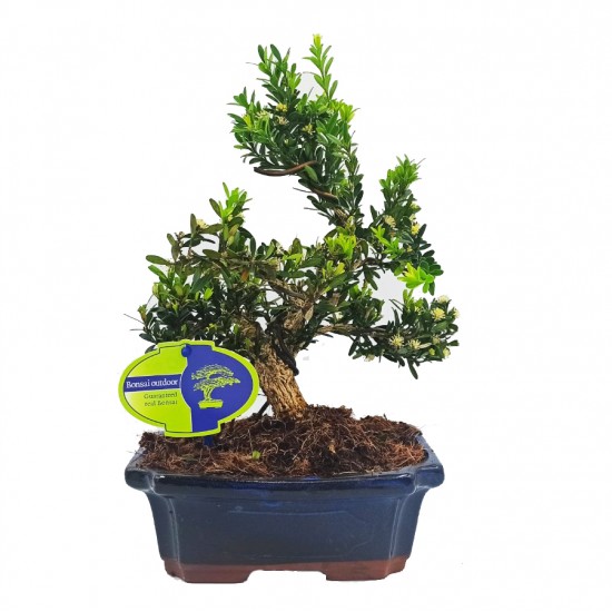 Μπονσάι Δεντράκι Buxus Harlandii 25-35 εκ. Μπονσάι Δεντράκι Buxus Harlandii 25-35 εκ.