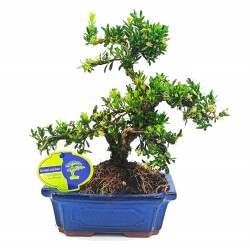 Μπονσάι Δεντράκι Buxus Harlandii 