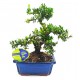 Μπονσάι Δεντράκι Buxus Harlandii 25-35 εκ. Μπονσάι Δεντράκι Buxus Harlandii 25-35 εκ.