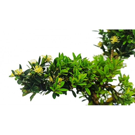 Μπονσάι Δεντράκι Buxus Harlandii 25-35 εκ. Μπονσάι Δεντράκι Buxus Harlandii 25-35 εκ.