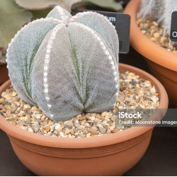 Κάκτος "Astrophytum Myriostigma" - 20 σπόροι