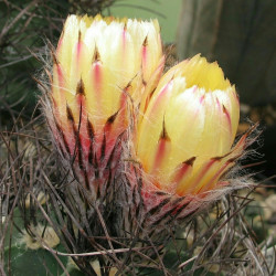 Κάκτος "Astrophytum Myriostigma" - 20 σπόροι