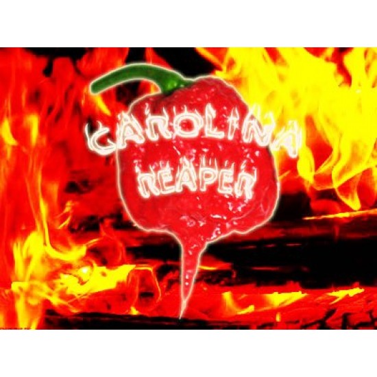 Carolina Reaper/Καρολινα Ριπερ 6 σπόροι / Η πιο καυτερή πιπεριά στον Κόσμο / χάρος Καρολίνας!