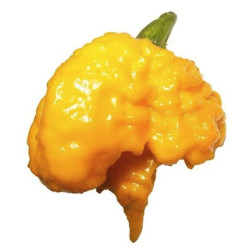 Πιπεριά "Trinidad Sorpion Yellow" - Έτοιμο Φυτό 15 εκ.