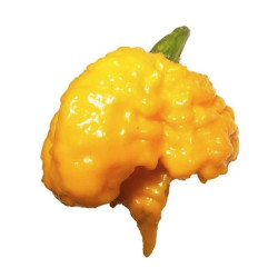 Πιπεριά "Trinidad Sorpion Yellow" - Έτοιμο Φυτό 15 εκ.