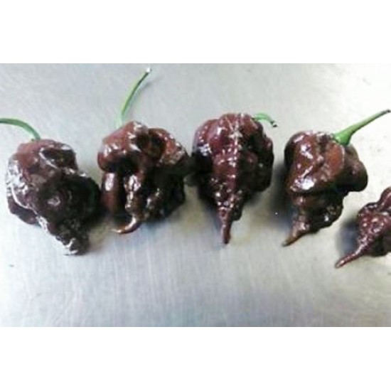 Carolina Reaper/Καρολινα Ριπερ Σοκολατί! 6 σπόροι Ίσως η πιο καυτερή πιπεριά στον Κόσμο!