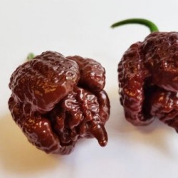 Carolina Reaper/Καρολινα Ριπερ Σοκολατί! 6 σπόροι Ίσως η πιο καυτερή πιπεριά στον Κόσμο!