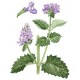 Κάτνιπ/Catnip (Nepeta cataria/Νεπετα ) 30 σπόροι Κάτνιπ/Catnip (Nepeta cataria/Νεπετα ) 30 σπόροι