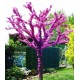 Judas Tree - Cercis canadensis - Μπονσάι 50+ σπόροι