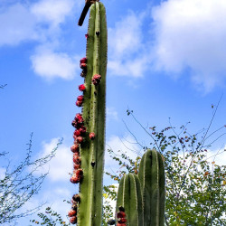 Κάκτος "Cereus peruvianus-Monstrosus"/ Περουβιανός κάκτος  - 30 σπόροι