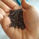 Chia/Τσία/Κία (Salvia Hispanica) 40+ σπόροι Chia/Τσία/Κία (Salvia Hispanica) 40+ σπόροι