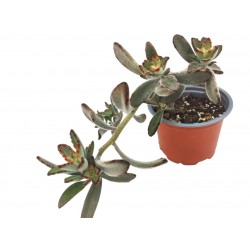 Kalanchoe Tomentosa "Chocolate Soldier" Παχύφυτο 