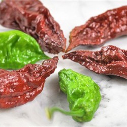 Πιπεριά 'Bhut Jolokia Choco Chill" -  Έτοιμο φυτό 15 εκ.