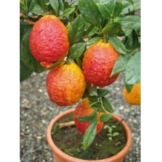 Κιτριά /Κίτρο "Citrus medica" - 7 σπόροι Κιτριά /Κίτρο "Citrus medica" - 7 σπόροι