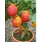 Κιτριά /Κίτρο "Citrus medica" - 7 σπόροι