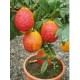 Κιτριά /Κίτρο "Citrus medica" - 7 σπόροι Κιτριά /Κίτρο "Citrus medica" - 7 σπόροι