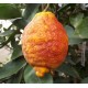 Κιτριά /Κίτρο "Citrus medica" - 7 σπόροι Κιτριά /Κίτρο "Citrus medica" - 7 σπόροι