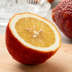 Κιτριά /Κίτρο "Citrus medica" - 7 σπόροι
