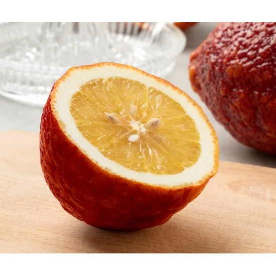 Κιτριά /Κίτρο "Citrus medica" - 7 σπόροι Κιτριά /Κίτρο "Citrus medica" - 7 σπόροι