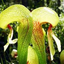 Cobra Lily (Κόμπρα Λίλη) Darlingtonia 15 Σπόροι – Σαρκοφάγο φυτό