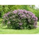 Common Lilac (syringa Vulgaris) 10 Σπόροι Μπονσαι Common Lilac (syringa Vulgaris) 10 Σπόροι Μπονσαι