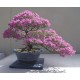 Common Lilac (syringa Vulgaris) 10 Σπόροι Μπονσαι Common Lilac (syringa Vulgaris) 10 Σπόροι Μπονσαι