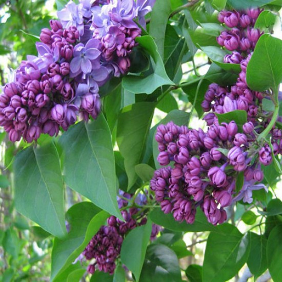 Common Lilac (syringa Vulgaris) 10 Σπόροι Μπονσαι Common Lilac (syringa Vulgaris) 10 Σπόροι Μπονσαι