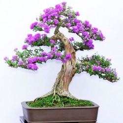 Common Lilac (syringa Vulgaris) 10 Σπόροι Μπονσαι