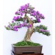 Common Lilac (syringa Vulgaris) 10 Σπόροι Μπονσαι Common Lilac (syringa Vulgaris) 10 Σπόροι Μπονσαι