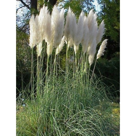 Γυνέριο Λευκό / Cortaderia selloana - 0.5 γρ σπόροι